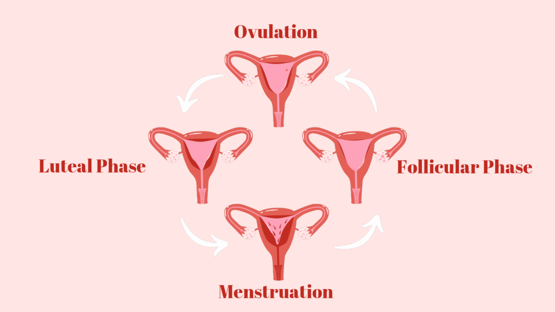 phases of the menstrual cycle
