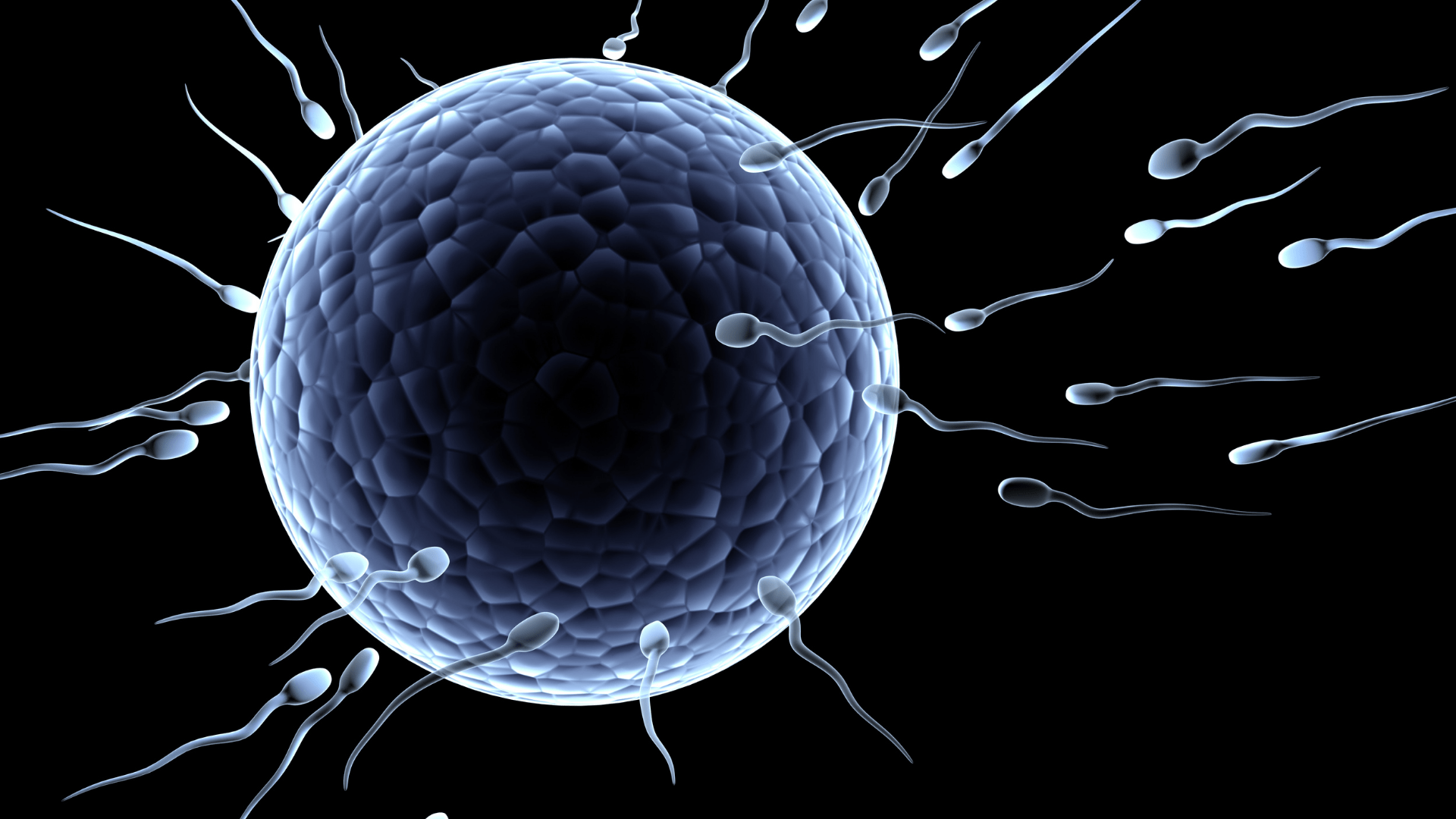 ovulation